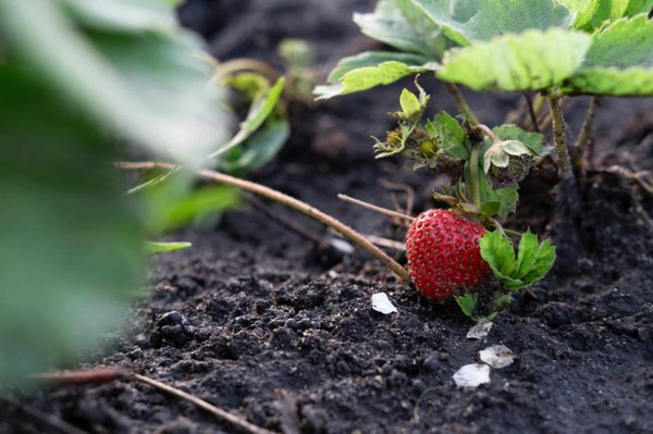 Quelles sont les caractéristiques d'une bonne formation en permaculture à Genève ?