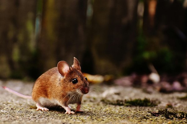 Meilleurs produits pour exterminer les rats : solutions efficaces et pratiques